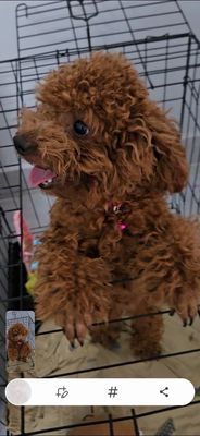 Cún poodle màu nâu thuần chủng. Mua bán Chó tại Quận Tân Phú Tp Hồ Chí Minh được đăng bởi Tên chưa cung cấp
