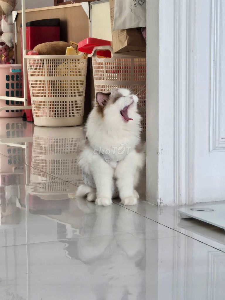 Mèo Gái Ragdoll Nhập