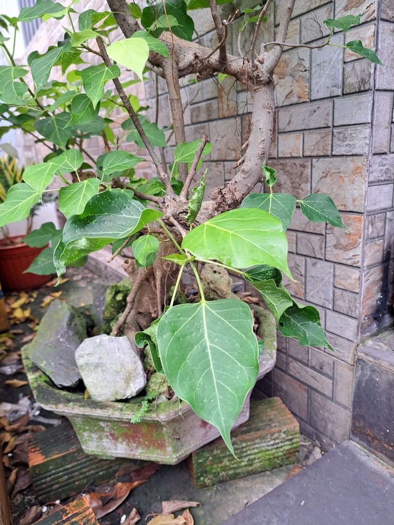 Cây bồ đề 60x40cm. Mua bán Cây cảnh, đồ trang trí tại Quận 12 Tp Hồ Chí Minh được đăng bởi Phát Ke hình 1