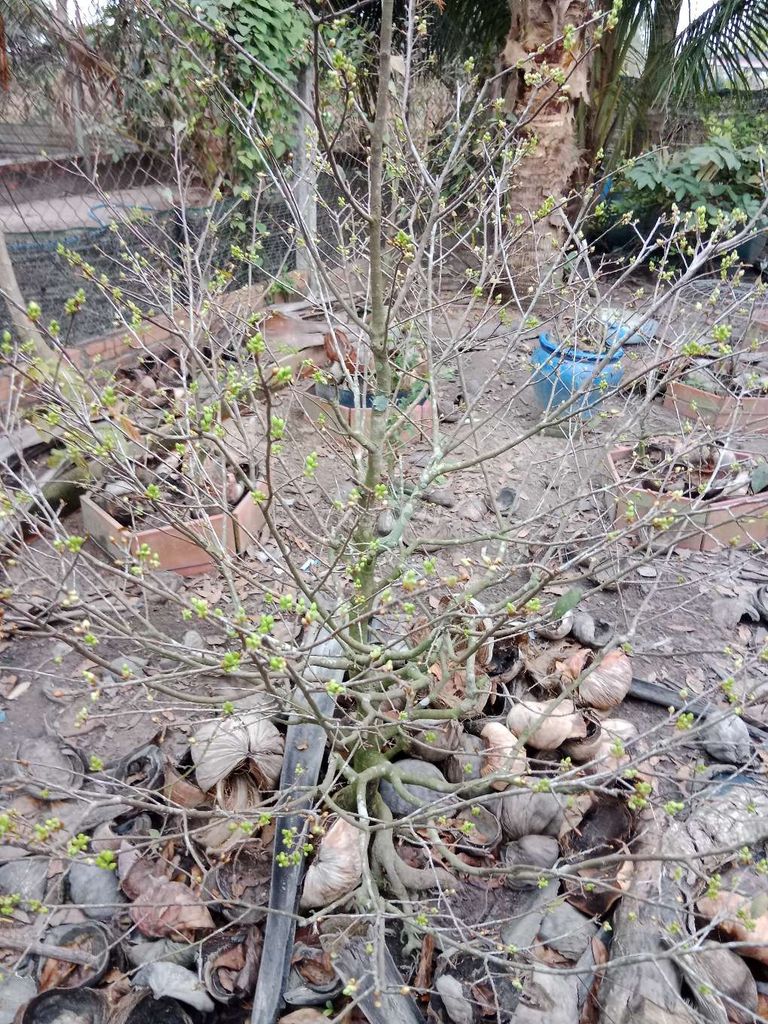 Cây cảnh Mai vàng. Mua bán Cây cảnh, đồ trang trí tại Huyện Hòa Thành Tây Ninh được đăng bởi Hoàng Tân hình 1