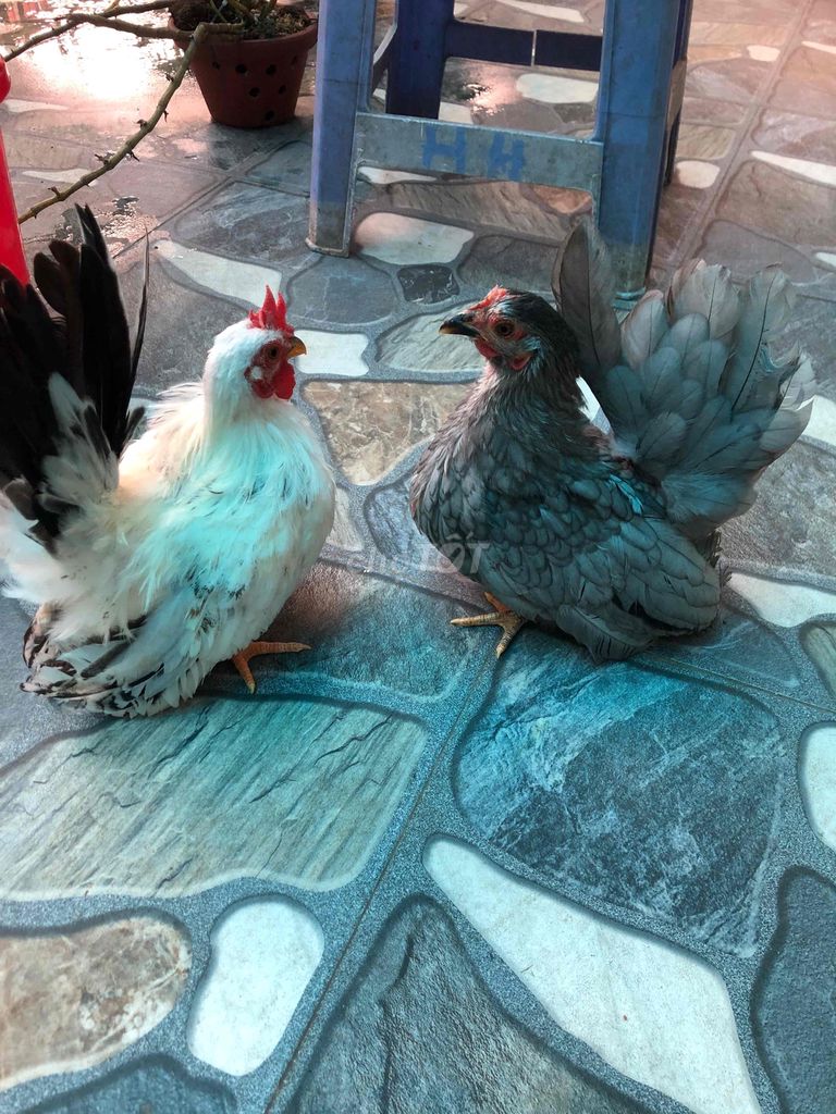 bán đôi gà tre thái chân Lùn gà thuẩn chủng. Mua bán Gà tại Quận Thanh Xuân Hà Nội được đăng bởi khuê hình 1