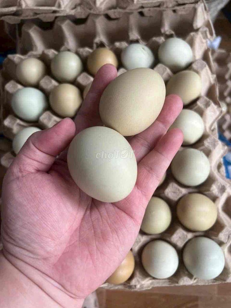 Trứng gà Homong nhiều màu. Mua bán Đồ ăn, thực phẩm và các loại khác tại Huyện Hóc Môn Tp Hồ Chí Minh được đăng bởi Hôm Nay Ăn Gì hình 1