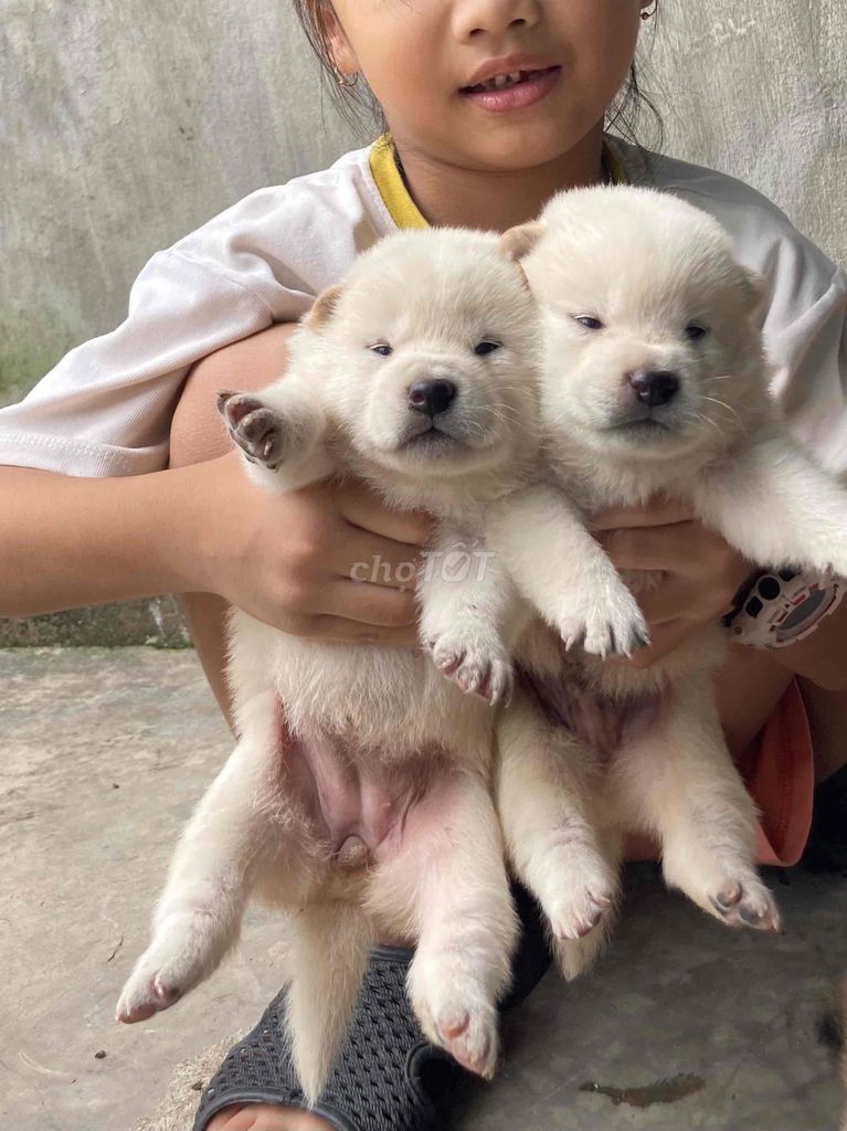 Shiba dễ thương tìm sen yêu thương. Mua bán Chó tại Huyện Nghi Xuân Hà Tĩnh được đăng bởi Bảo An hình 1