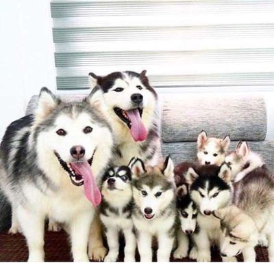 Chó Husky 10bé ba mẹ phả ÂU
