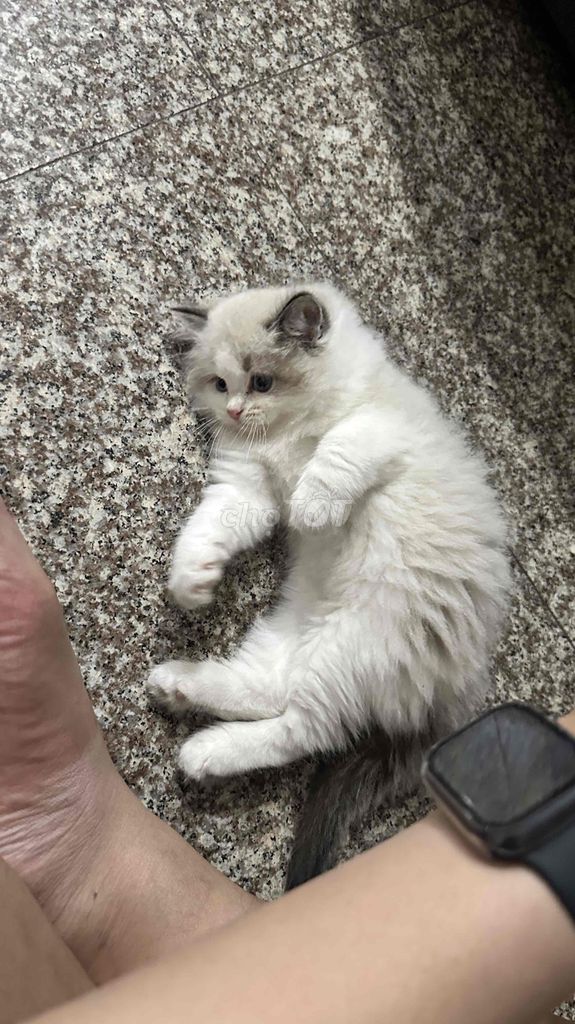 Mèo ragdoll đực 2 tháng