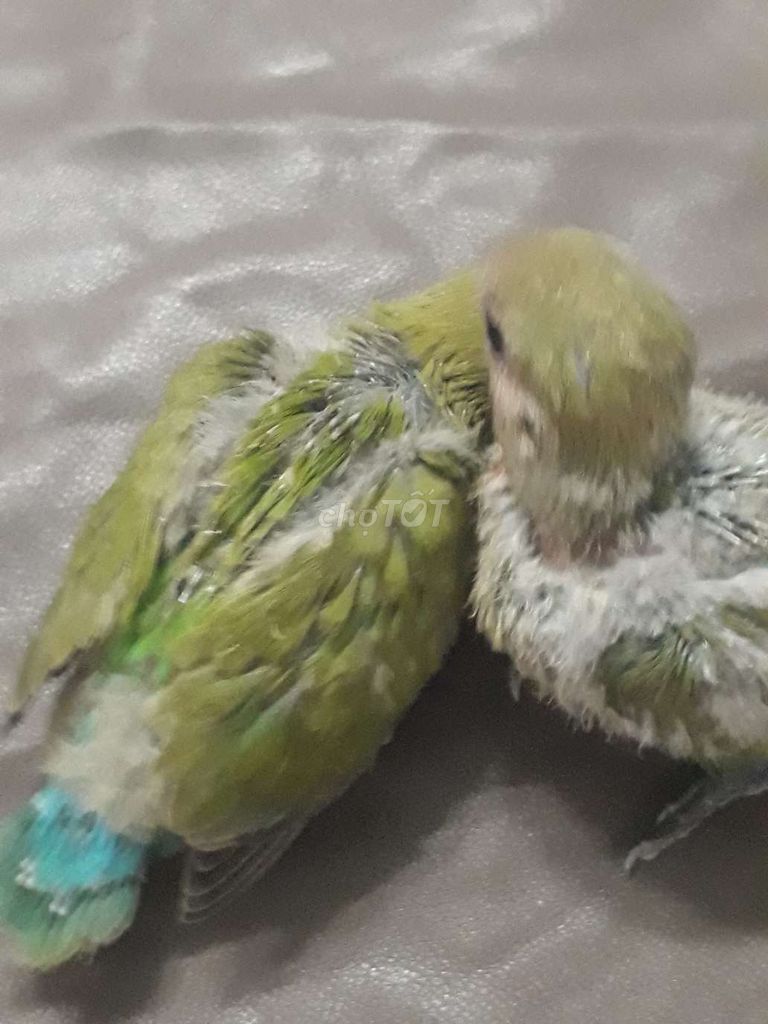 Vẹt Lovebird ko viền