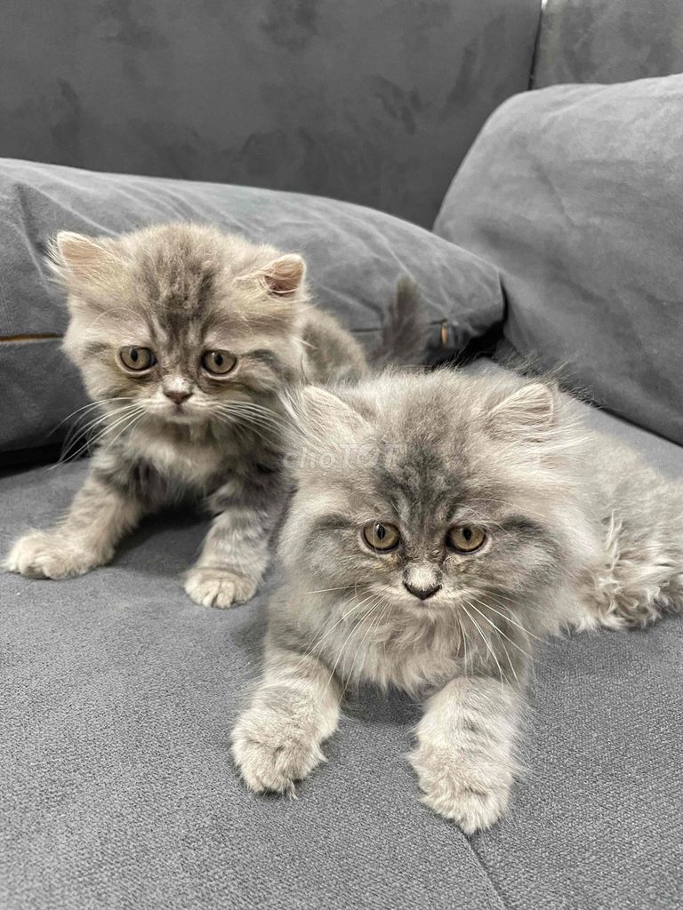 Mèo Maincoon Lai 2 tháng. Mua bán Mèo tại Quận 12 Tp Hồ Chí Minh được đăng bởi Tuấn hình 1