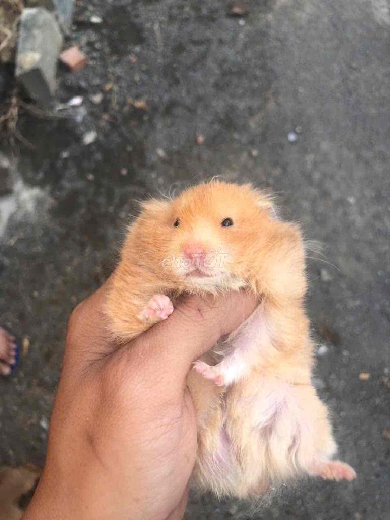 Hamster tạng to f2 3 tháng Vàng cam. Mua bán Thú cưng khác tại Huyện Trảng Bom Đồng Nai được đăng bởi Đỗ Đăng Khôi hình 1