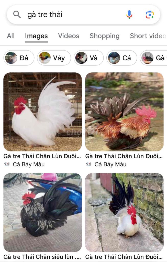 em cần tìm gà tre thái ạ