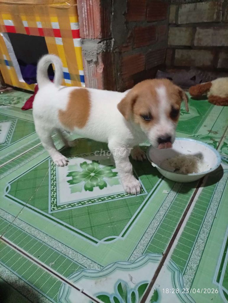 Chó con Cái Đực trên 1 tháng. Mua bán Chó tại Thành phố Bà Rịa Bà Rịa - Vũng Tàu được đăng bởi Gia Phát Nguyễn hình 1