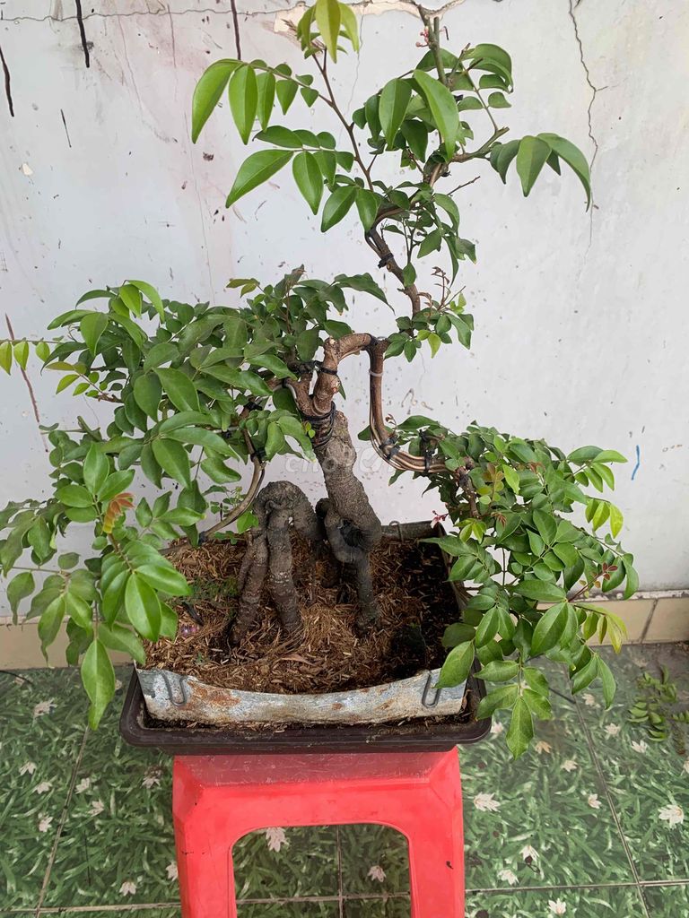 khế nhật dáng Nhân Mã,bonsai mini để bàn,đang hoa