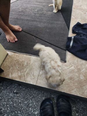 Đẻ nào tìm sen. Mua bán Chó tại Huyện Gia Lâm Hà Nội được đăng bởi Đoàn trung minh