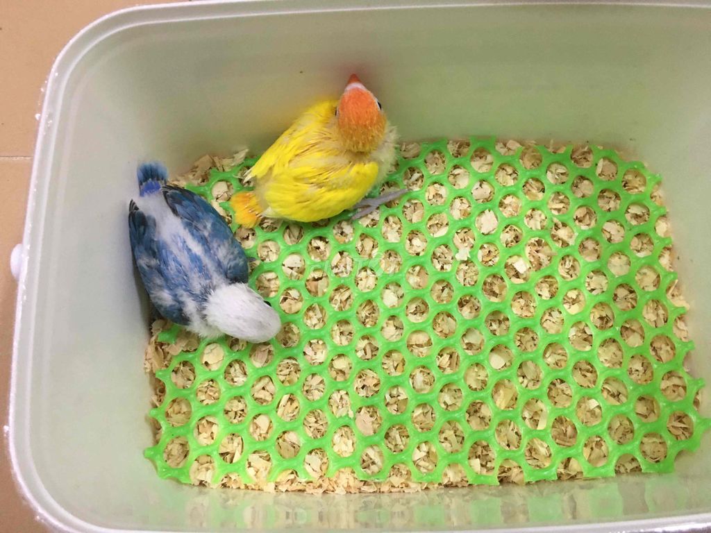 Lovebird non đút bột màu đẹp nuôi thuần