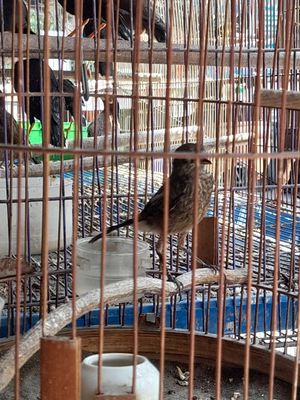 Xả chích chòe đất trống con, 5 tháng tuổi. Mua bán Chim tại Quận 12 Tp Hồ Chí Minh được đăng bởi thanh