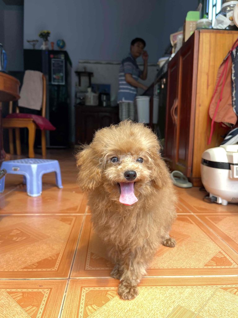 chó poodle size tiny nâu đỏ tiêm đủ 3 mũi vaccin