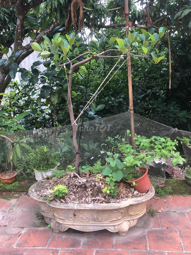 Cây cảnh Mít dai đã ra bói quả. Mua bán Cây cảnh, đồ trang trí tại Huyện Sông Lô Vĩnh Phúc được đăng bởi Lê Quang Tĩnh hình 1