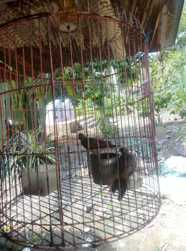 Chim cu gáy non size vừa. Mua bán Chim tại Huyện Mỹ Tú Sóc Trăng được đăng bởi Như Ngocc hình 1