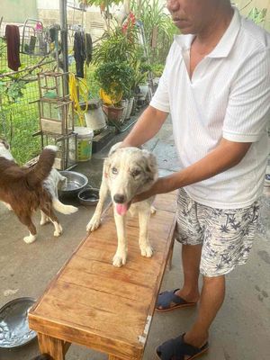 Chó chăn cừu trắng đốm 6 tháng tuổi