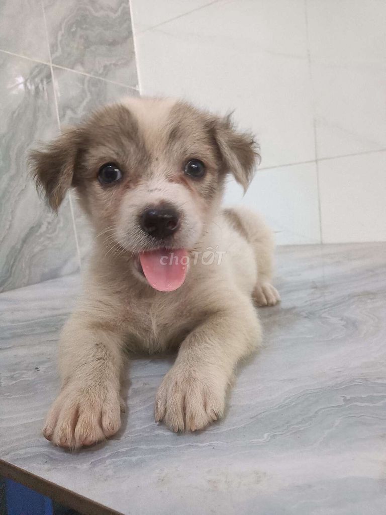 Chó Corgi F đực khôn ngoan dễ nuôi. Mua bán Chó tại Quận 6 Tp Hồ Chí Minh được đăng bởi Tăng Chí Lương  hình 1
