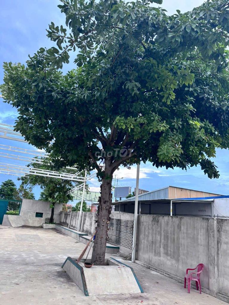 Cho tặng gấp 2 cây Sala khủng. Mua bán Cây cảnh, đồ trang trí tại Thành phố Thủ Đức Tp Hồ Chí Minh được đăng bởi Lê Hương hình 1