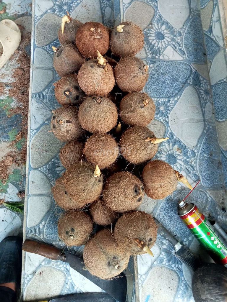 Dầu dừa nguyên chất Vĩnh Long. Mua bán Đồ ăn, thực phẩm và các loại khác tại Huyện Mang Thít Vĩnh Long được đăng bởi Nguyễn Chánh  hình 1