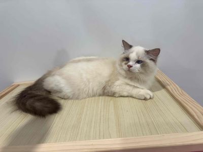 mèo Ragdoll đực thuần chủng cần gả. Mua bán Mèo tại Quận Nam Từ Liêm Hà Nội được đăng bởi Bảo Ngọc