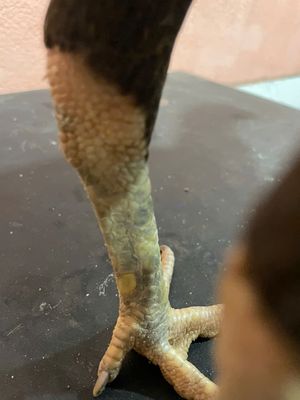 Gà Cái Đen chân tròn vảy mỏng. Mua bán Gà tại Quận Ngũ Hành Sơn Đà Nẵng được đăng bởi Tên chưa cung cấp