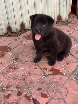 Chó Mông cộc Đen tuyền