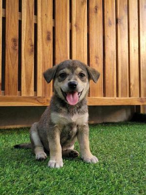 Chó shiba mặt siêu đẹp thông minh