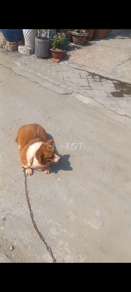 Chó Corgi cái trưởng thành. Mua bán Chó tại Thành phố Thủ Dầu Một Bình Dương được đăng bởi Gia An hình 1