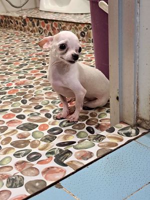 Chihuahua trắng