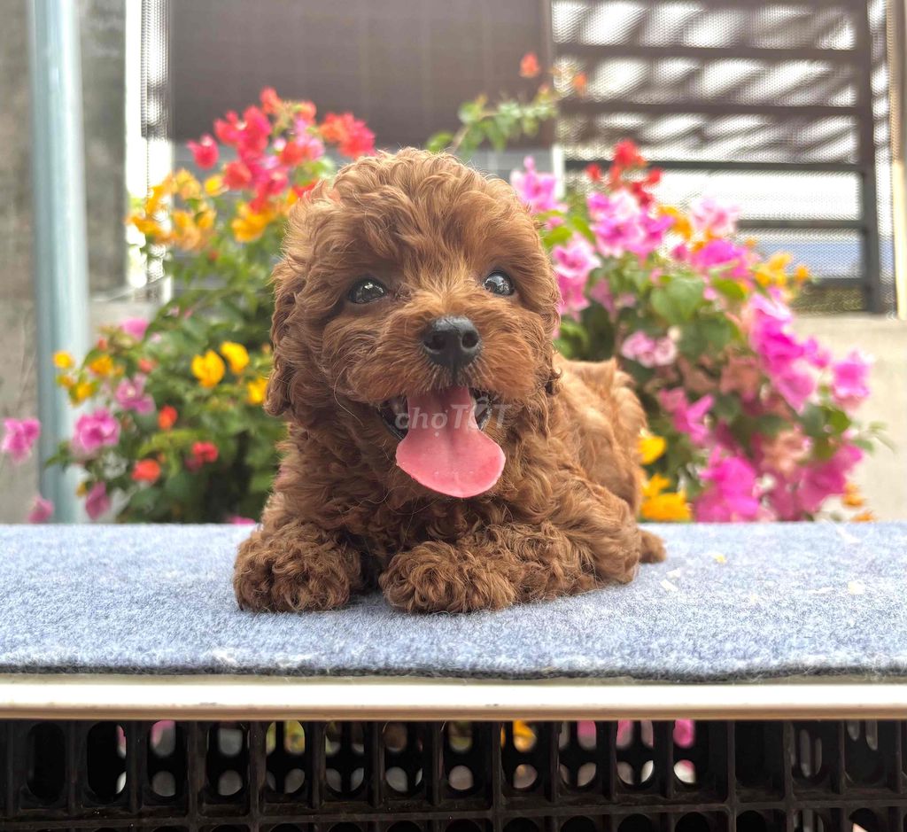 Chó Toy Poodle cái 2 tháng đã tiêm. Mua bán Chó tại Huyện Cần Giuộc Long An được đăng bởi Tiny Mèo hình 1