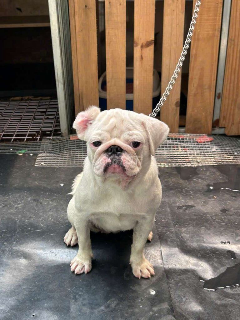 Chó Pug 2 con cái đực thân thiện. Mua bán Chó tại Thành phố Thuận An Bình Dương được đăng bởi Trường Ngân hình 1