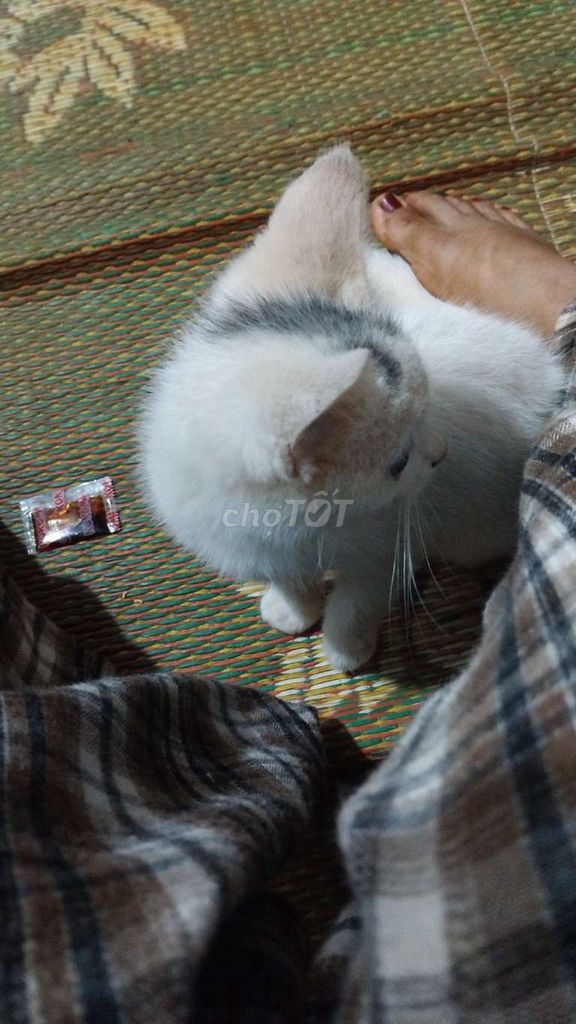 Mèo Anh Đực Trắng xám. Mua bán Mèo tại Huyện Cư Kuin Đắk Lắk được đăng bởi Đinh Thị Uyên Thư hình 1