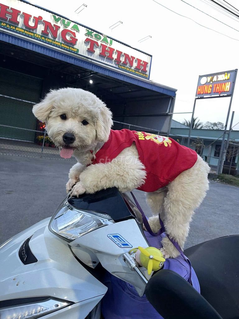 Chó Poodle. Mua bán Chó tại Thị xã Bến Cát Bình Dương được đăng bởi Tien198789 hình 1