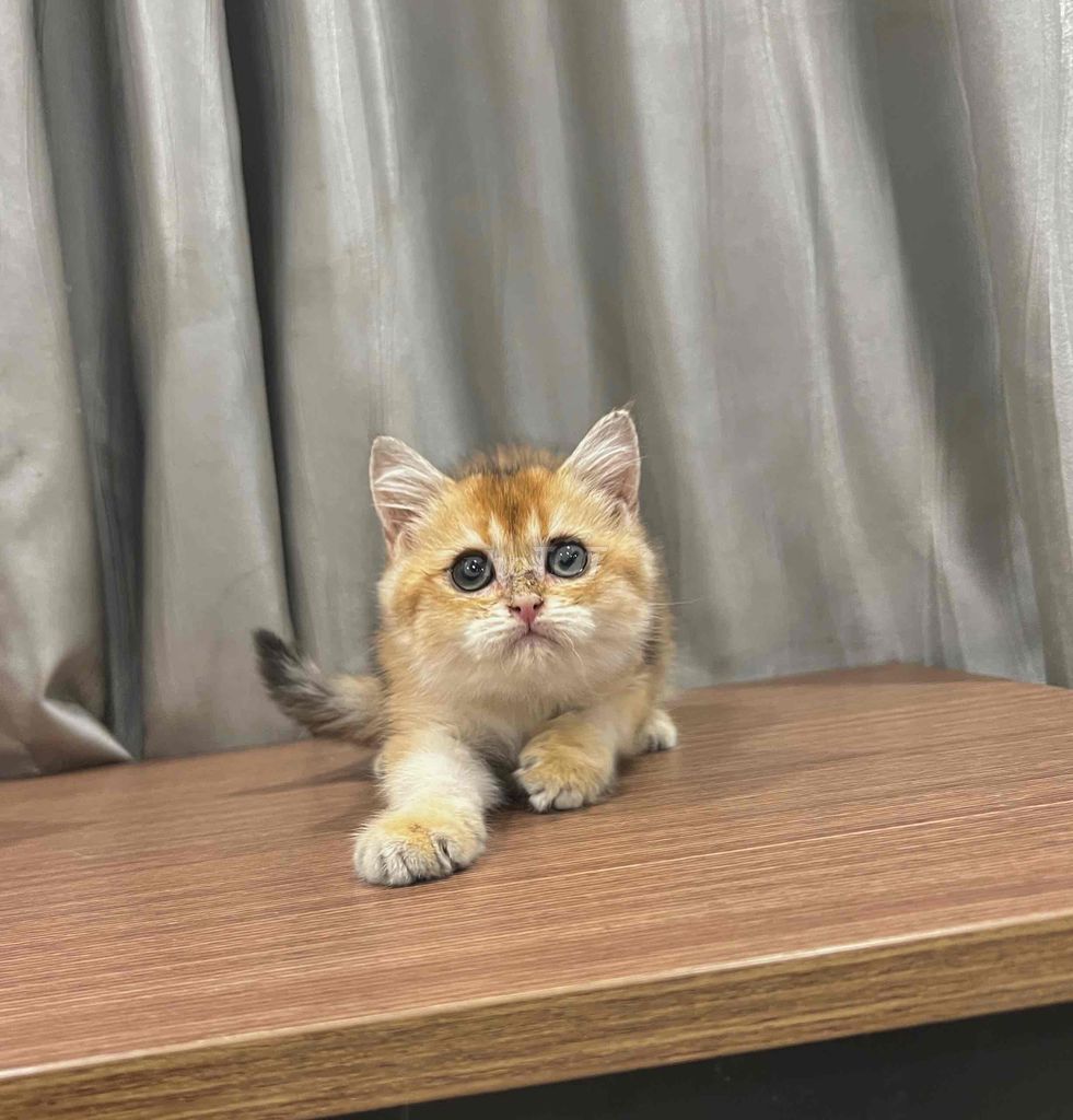 Bán mèo golden thuần chủng mặt bánh bao