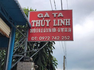 Gà Ta Thúy Linh 