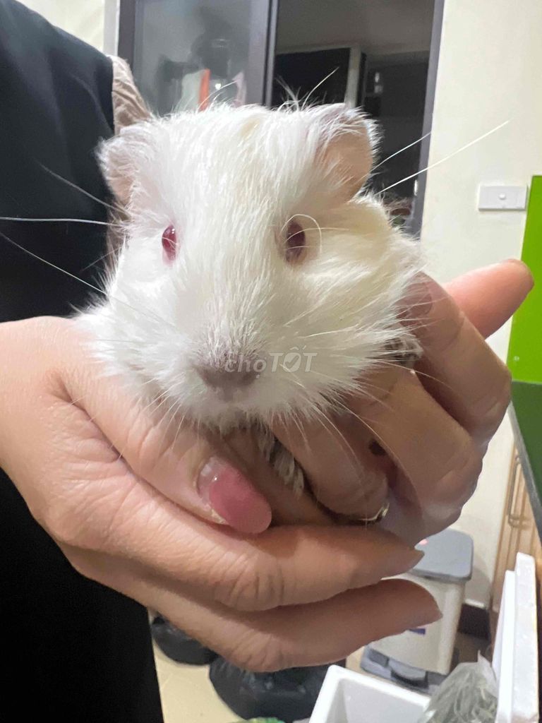 Chuột lang hơn 1 tháng. Mua bán Thú cưng khác tại Quận Hà Đông Hà Nội được đăng bởi Ms. Hồng hình 1