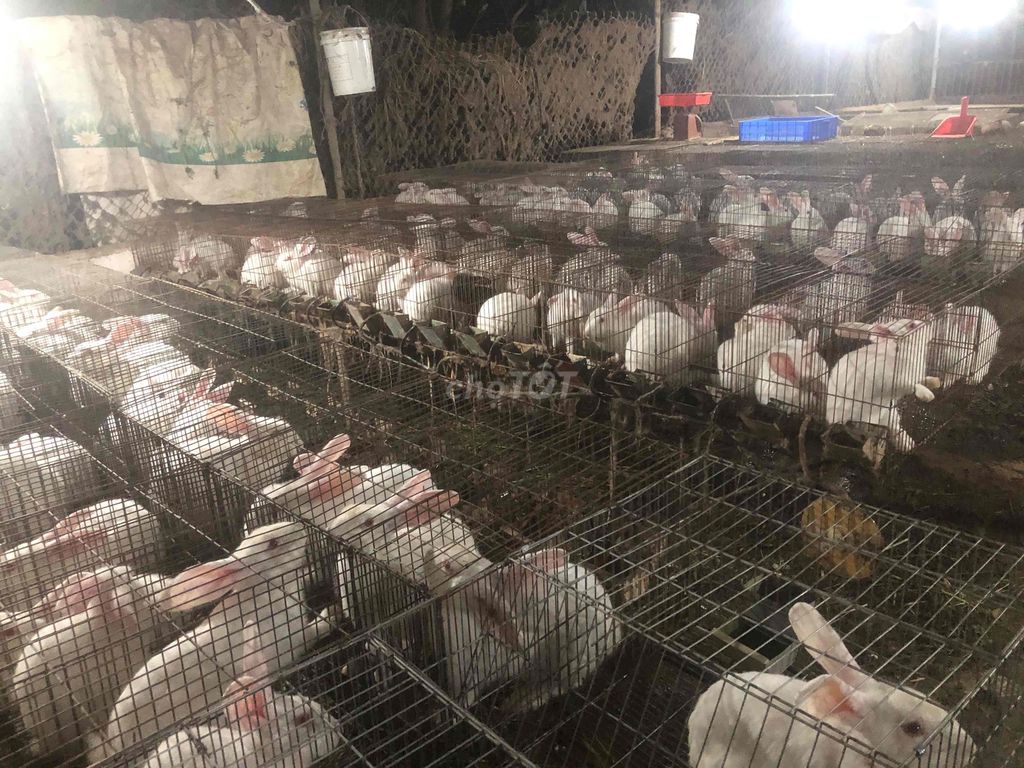 Thỏ thịt. Mua bán Thú cưng khác tại Thành phố Bà Rịa Bà Rịa - Vũng Tàu được đăng bởi Quốc Tuấn hình 1