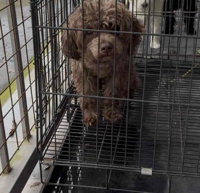 Chó Poodle đực Sô-cô-la