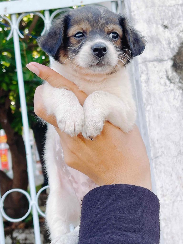 Chó cưng. Mua bán Chó tại Thành phố Vĩnh Long Vĩnh Long được đăng bởi Bình hình 1