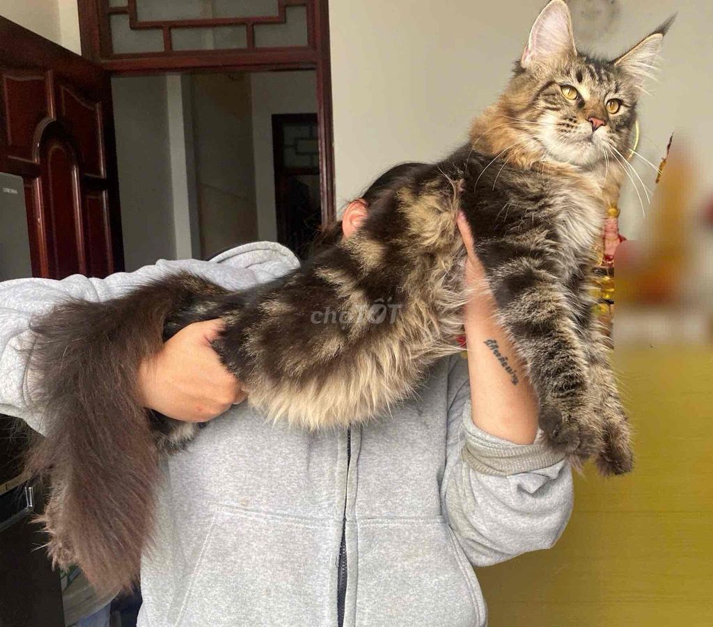 Mèo Mainecoon cái 6 tháng tặng kèo phối đực đẹp. Mua bán Mèo tại Quận 12 Tp Hồ Chí Minh được đăng bởi PET CƯNG QUẬN 12 hình 1