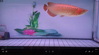 Cá Rồng Huyết Long, 62cm (Hổ Indo size 45cm +). Mua bán Thú cưng khác tại Huyện Bình Chánh Tp Hồ Chí Minh được đăng bởi Long Phan Ngoc