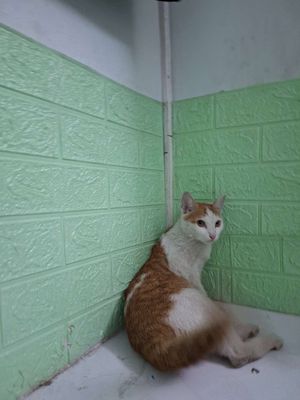 Mèo Cái Trắng cam
