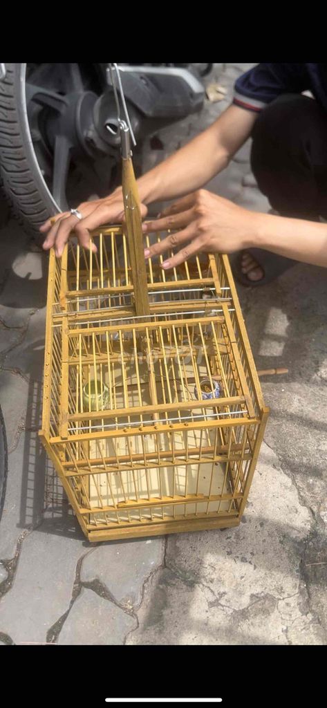 Chim bẫy đấu trống 2 tháng đã tiêm. Mua bán Chim tại Quận 5 Tp Hồ Chí Minh được đăng bởi Quốc Vũ hình 1
