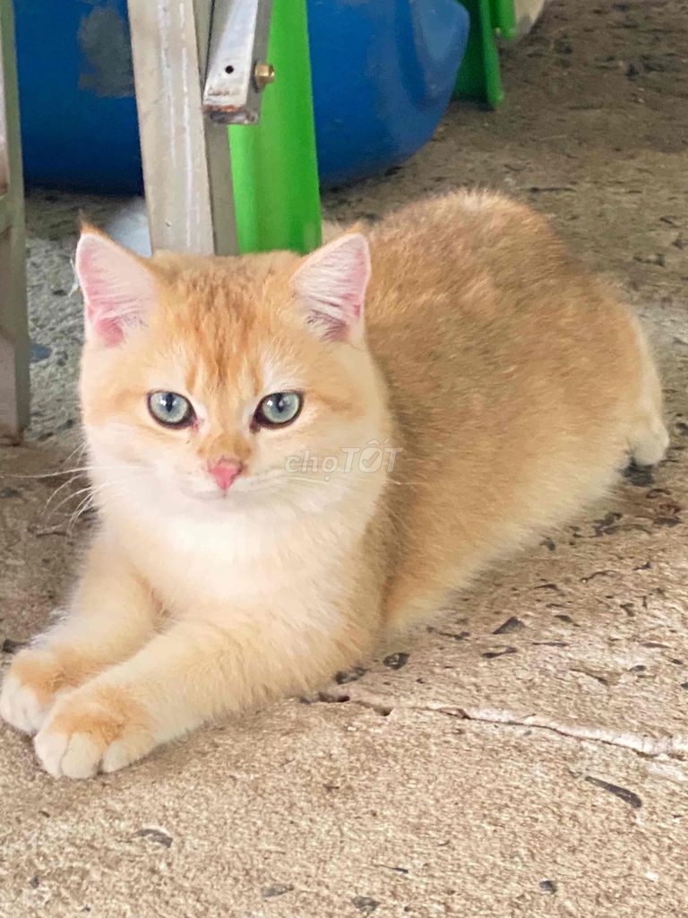Mèo Golden NY12 đực 4,5 tháng đã tiêm. Mua bán Mèo tại Huyện Củ Chi Tp Hồ Chí Minh được đăng bởi Cường Củ Chi hình 1