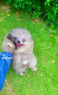 Bé Phốc Sóc cái màu Blue Mercle. Mua bán Chó tại Quận 7 Tp Hồ Chí Minh được đăng bởi Thủy Xuyến Nhi