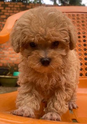 chó Poodle tiny. Mua bán Chó tại Thành phố Buôn Ma Thuột Đắk Lắk được đăng bởi Tuấn BMT