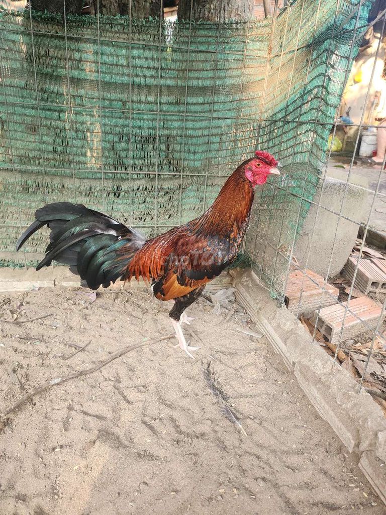 tre Cuban. Mua bán Gà tại Huyện Bình Tân Vĩnh Long được đăng bởi Phong Kim kê  hình 1