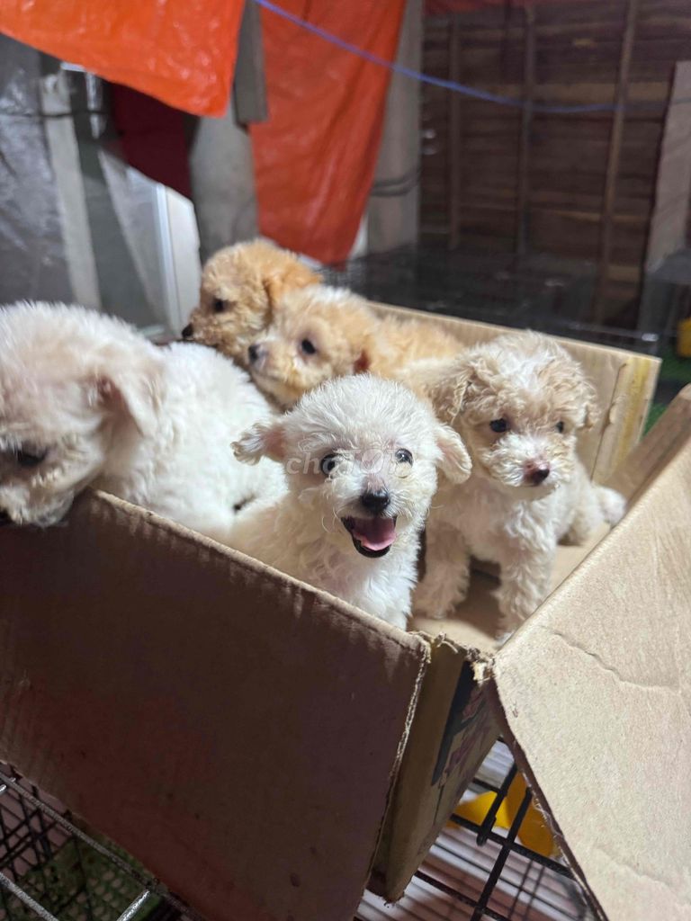 Chó Poodle tiny đực 2 tháng đã tiêm. Mua bán Chó tại Huyện Hồng Ngự Đồng Tháp được đăng bởi Nhân hình 1
